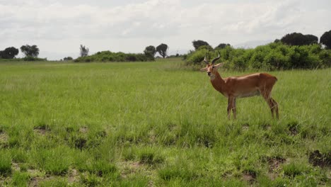 Lone-Gazelle-In-The-Plains-Of-Queen-Elizabeth-National-Park-In-Uganda,-East-Africa