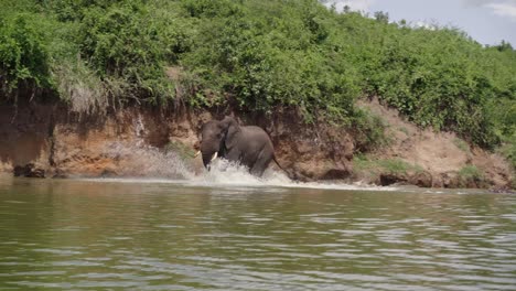 African-Elephant-In-Kazinga-Channel-At-Queen-Elizabeth-National-Park,-Uganda