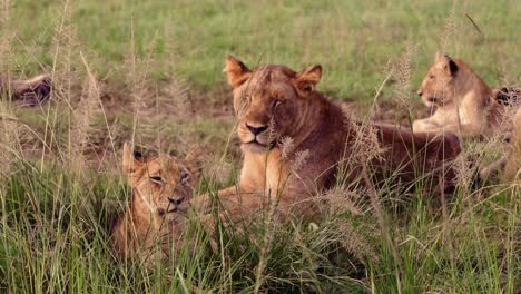 Lioness-With-Her-Young-Cubs-Yawning-Over-Savannah-In-Queen-Elizabeth-National-Park,-Uganda,-Africa