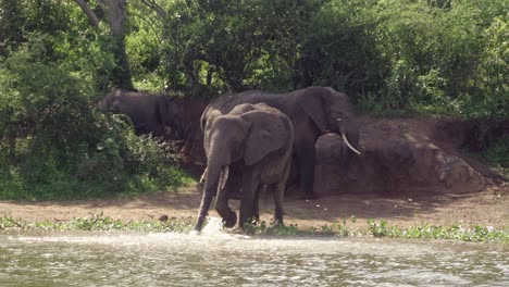 Junger-Afrikanischer-Elefant-Trinkt-Wasser-Im-Queen-Elizabeth-Nationalpark-In-Uganda