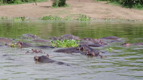 Herd-Of-Hippos-In-Lake-At-Queen-Elizabeth-National-Park-In-Uganda