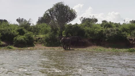 Elefantes-Africanos-Bebiendo-Agua-En-El-Lago-George-En-El-Parque-Nacional-Reina-Isabel,-Uganda,-África