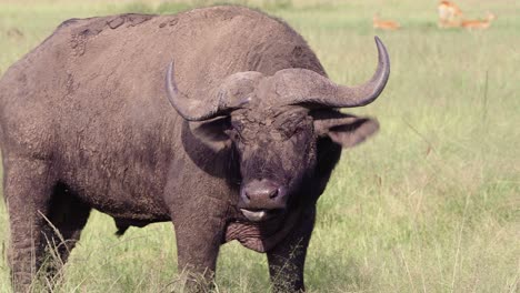 Búfalo-Africano-Rumiando-Sacudiendo-Sus-Orejas