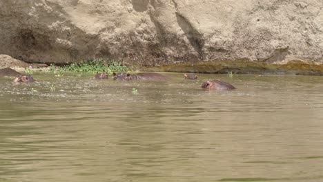 Manada-De-Hipopótamos-Sumergidos-En-Aguas-Del-Canal-Kazinga.