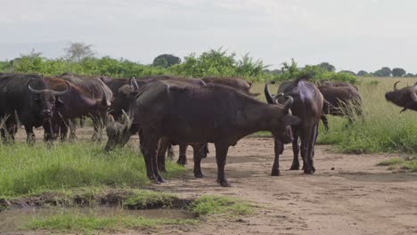 Manada-De-Búfalos-Africanos-De-Pie-Y-Pastando-En-El-Campo-En-El-Parque-Nacional-Reina-Elizabeth-En-Uganda