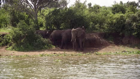 Herds-Of-Elephants-In-Queen-Elizabeth-National-Park,-Uganda,-East-Africa