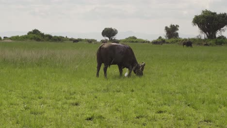 Búfalo-Africano-Alimentándose-De-Hierba-Junto-A-Garcetas-En-El-Parque-Nacional-Reina-Isabel-En-Uganda