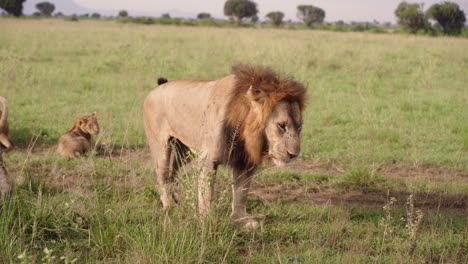 León-Macho-Marcando-Su-Territorio-Rascándose-Con-Las-Patas-Traseras-En-El-Parque-Nacional-Reina-Isabel,-Uganda,-África