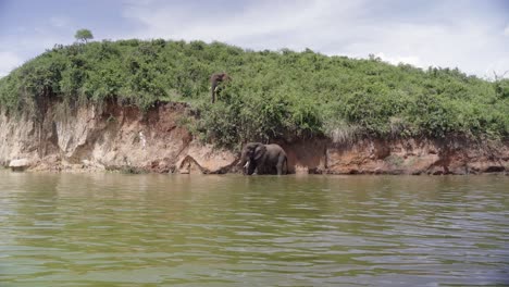 Una-Vista-De-Elefantes-De-Pie-En-El-Lago-George-En-El-Parque-Nacional-Reina-Isabel,-Uganda,-África-Oriental