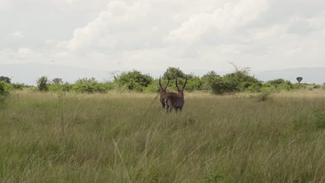 Zwei-Männliche-Wasserböcke-Jagen-Auf-Grasland-Im-Queen-Elizabeth-Nationalpark-In-Uganda