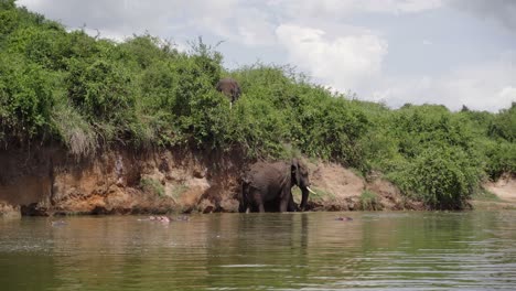 African-Bush-Elephants-And-Hippopotamus-In-Water-At-Queen-Elizabeth-National-Park-In-Uganda