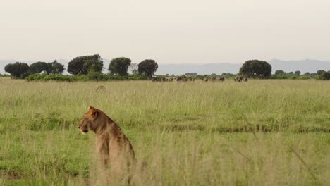 Blick-Hinter-Die-Auf-Gras-Sitzende-Löwin-Mit-Einer-Gruppe-Afrikanischer-Büffel-In-Der-Ferne