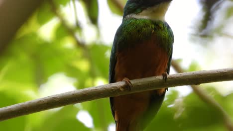 Closeup-shot-of-Jacamar-bird-from-behind-twisting-perching-colorful-feathers-south-American-birds