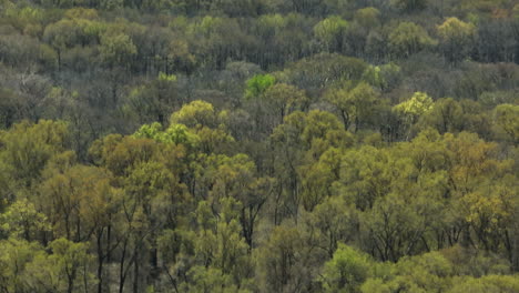 üppiger-Wald-Im-Lower-Hatchie-National-Wildlife-Refuge-In-Tennessee,-USA