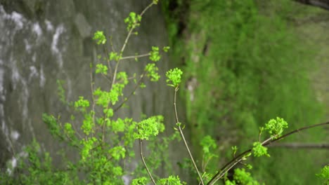 Hojas-Verdes-Vivas-Crecen-De-Un-árbol-En-La-Primavera-Con-Un-Arroyo-En-El-Fondo