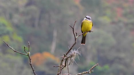 Grauer-Caped-Flycatcher-Sitzt-Hübsch-Auf-Winzigen-Zweig-In-Columbia