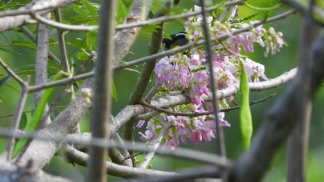 Bananaquit-Perched-on-Tree-Sipping-Nectar-from-Pink-Flowers