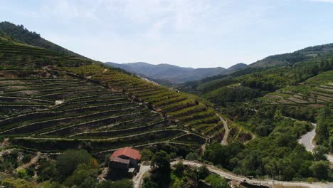 Viñedos-En-Terrazas-De-Montaña-En-La-Región-Del-Duero,-Al-Norte-De-Portugal.