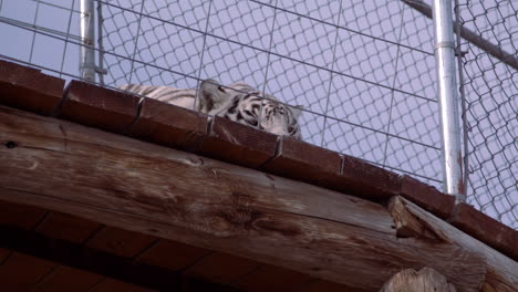 Tigre-Blanco-Tendido-En-El-Recinto-Del-Zoológico-Con-Los-Ojos-Asomando-Por-Encima-De-La-Cornisa