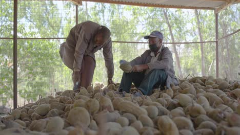 Dos-Hombres-Limpiando-La-Fruta-Baobab-Antes-De-Procesarla.