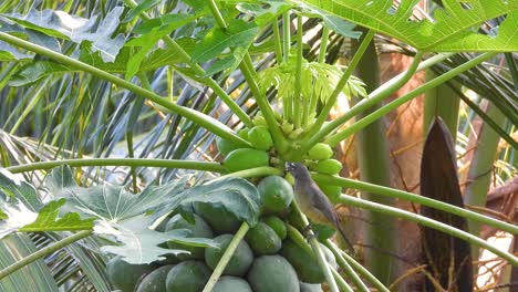 Tropical-Tree-with-Fruit-Budding-from-Top-of-Plant-Featuring-Grey-Brid