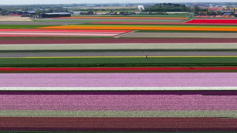 Kiteboarder-kites-on-canal-between-colorful-tulip-fields-in-Netherlands