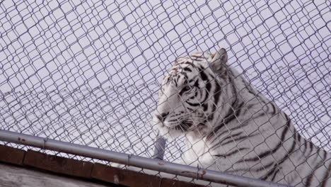 White-tiger-lays-down-against-fence-of-zoo-enclouser---powerful-entrapped-animal