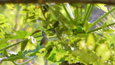 Birdwatching-saltator-Olive-grey-bird-eats-at-papaya-green-tree-fruits-flowers-in-closeup-flying,-wind-waving-background