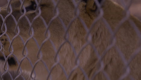 Lion-looking-through-fence-in-zoo-enclosure---close-up-on-sad-eyes
