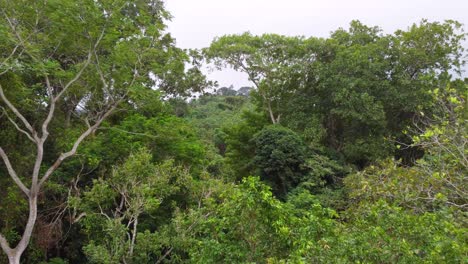 Dense-forest-green-jungle-abundant-trees,-plants