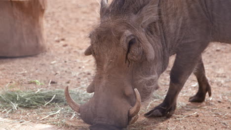 Warthog-scavenging-ground-near-camp-site-for-food---medium-shot-on-face