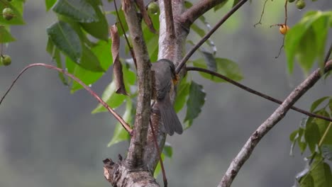 Closeup-shot-olive-grey-bird-eats-loquats-fruits-perched-at-rainy-tree-branches