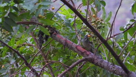 Closeup-shot-olive-grey-bird-with-loquats-fruit-on-it's-beak-eats-tropical-rainy-forest-background