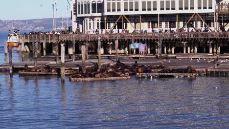 Kolonie-Von-Seelöwen,-Die-Auf-Schwimmenden-Plattformen-Am-Pier-39,-San-Francisco,-Kalifornien,-USA,-Ein-Sonnenbad-Nehmen