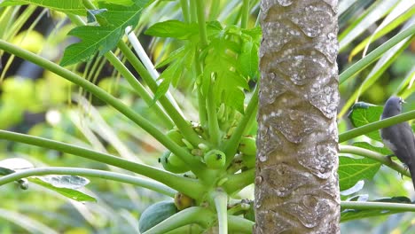 Olive-grey-bird-saltator-jumps-at-papaya-tree-branches-closeup-shot-of-green-leaves-at-tropical-landscape-static-shot