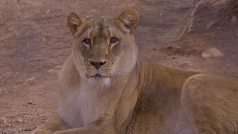 Lioness-laying-down-on-summer-day---medium-shot