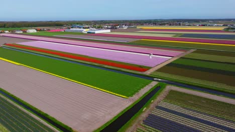 Multicolored-flower-fields-in-Holland-and-kiteboarder-kiting-on-canal