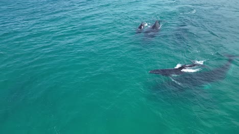 Vista-Aérea-De-Arriba-Hacia-Abajo-Sobre-Las-Ballenas-Jorobadas-Con-Sus-Crías-En-El-Océano-Índico