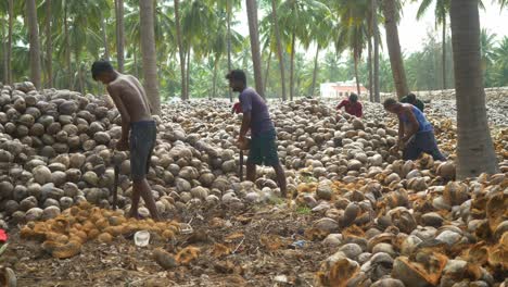 Trabajadores-De-Granjas-De-Coco-Descascarillando-Cocos-Manualmente-En-Una-Granja-De-Cocos,-En-El-Sur-De-La-India