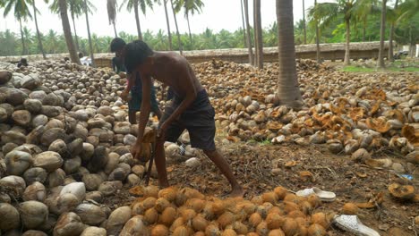 Teenage-workers-peeling-dried-coconuts-traditionally-at-a-coconut-farm,-Heap-of-dried-coconuts,-South-India