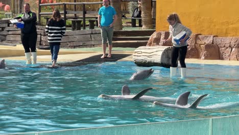 Dolphin-show-synchronized-swim-in-captivity-Selwo-marina-Benalmádena-Spain