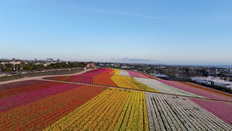 Carlsbad-Flower-Fields-Slow-Drone-Flight-Across-Section-of-Floral-Stripes-of-colorful-Ranuncuclus-plants-after-hours-feels-very-vast-blue-sky-no-people