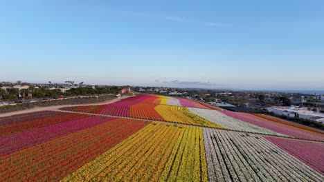 Campos-De-Flores-De-Carlsbad-Vuelo-Lento-De-Drones-A-Través-De-Una-Sección-De-Franjas-Florales-De-Coloridas-Plantas-Ranuncuclus-Después-De-Horas-Se-Siente-Un-Cielo-Azul-Muy-Vasto-Sin-Gente