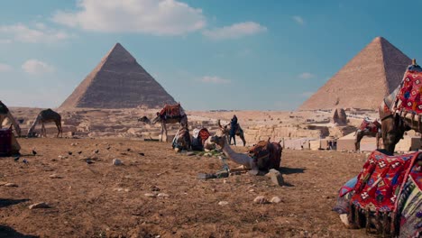 Tour-camels-relaxing-in-Great-Pyramid-attraction-site-in-Giza,-Egypt