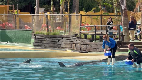Dolphin-mammal-feeding-time-and-training-at-Selwo-World-Benalmádena-Spain