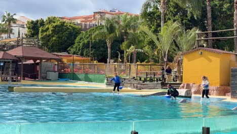 Selwo-World-Marina-Aquapark-Espectáculo-De-Delfines-Y-Mamíferos-En-Benalmádena-España