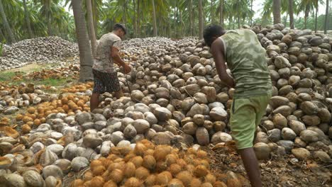 Skilled-Indian-teenage-workers-dehusking-coconuts-at-a-coconut-farm,-South-India