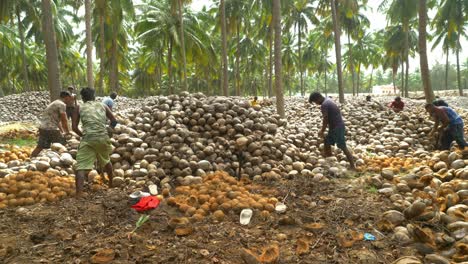 Grupo-De-Trabajadores-Agrícolas-Adolescentes-Calificados-Pelando-Cocos-Secos-Tradicionalmente-En-Granjas-De-Cocos,-Montón-De-Campos-De-Cocos-Secos,-Sur-De-La-India