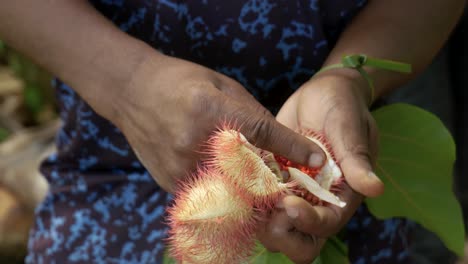 Zanzibar-male-hands-picking-seeds-from-halved-achiote-red-lipstick-tree-fruits-and-colouring-lips