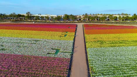 Carlsbad-Flower-Fields-after-closing-without-people-drone-flight-from-left-to-right-of-floral-Giant-Tecolote-Ranunculus-sections-with-colorful-stripes-on-a-sunny-afternoon